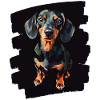 Dachshund