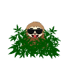 Profi Chiller Faultier Cannabis