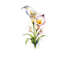 Lys Calla Aquarelle Elégants