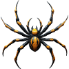 Spider Poisonous Yellow Black