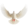Wings of Peace