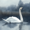 Cygne Aquarelle