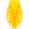 Yellow cicada