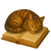 Sleeping cat on book