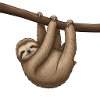 Sloths: Masters of deceleration