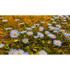 Daisies in Bloom