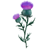 Thistle Edit 1