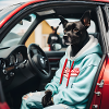 Dog in the car