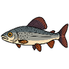 Äschen Flüsterer