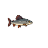 Äschen Flüsterer