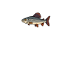 Äschen Angeln