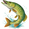 Springender Hecht (Wasserfarbe)