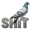 Pigeon Shit