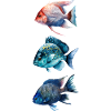 Bunte Meeresfische Trio
