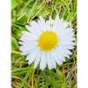 Sunny Daisy