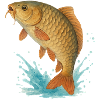 Springender Karpfen (Wasserfarbe)