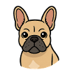 Bouledogue français