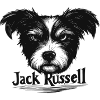 Shaggy Jack Russell