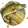 Zander Predator Fishing Fishing