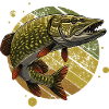 Brochet, pêche aux carnassiers, pêche