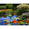 Koi Fish in Tranquil Waters