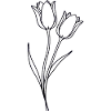 Tulips Spring Flowers Line Art