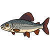 Fisch Äsche