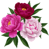 Peony pink white and red