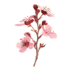 Kirschblüten rosa sakura Blumen