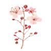 Fleurs du cerisier sakura