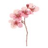 Pink cherry blossoms japanese sakura