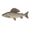 Grayling