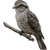 Potoo Bird