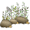 Hedgehogs