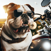 Bouledogue américain
