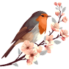 Robins on cherry blossom