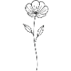 Timeless flower