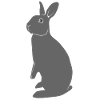 Gray Rabbit