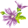 Bouquet of purple wildflowers