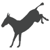 Rebellious Donkey