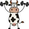 Sjove Ko Håndvægte Træning Fitness Bodybuilding