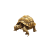 CHARACTERISTIC OF A PAMPERED SULCATA TORTOISE