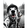 Pêche Dalmatien Chien Selfie