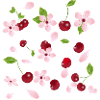 Kirschblüten und Kirschen–romantisches Naturdesign