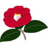 Red Camellia Blossom Illustration2