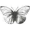 Schmetterling
