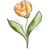 Tulpe