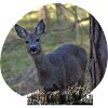 Deer Love