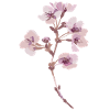 Cherry blossom sakura illustration sticker