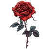 Rose Rouge Épines Fleur